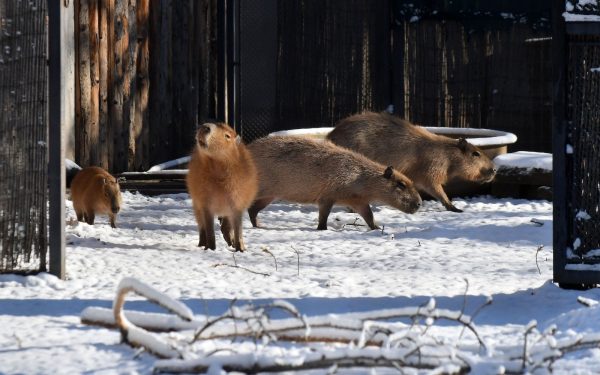 Aproape 100 de vizitatori pe oră la Grădina Zoologică București în 2025