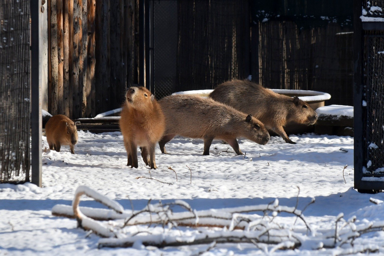 Aproape 100 de vizitatori pe oră la Grădina Zoologică București în 2025