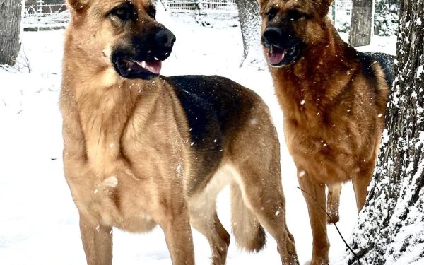 Utilizator Facebook se bucură de zăpadă