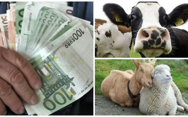 Subvențiile APIA pentru crescători: bani pe cap de animal până în 2026!