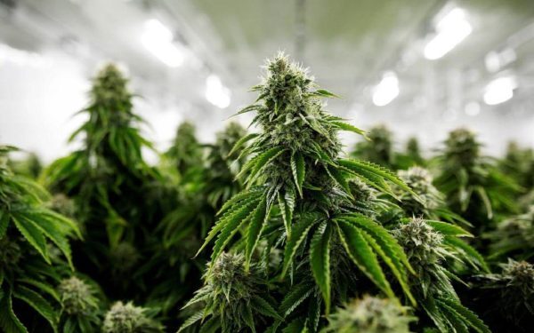 Poliția sârbă a făcut cea mai mare captură de droguri din istoria țării, confiscând cinci tone de cannabis într-o singură operațiune ce a avut loc într-un sat asteroid de la poalele munților din centrul Serbiei