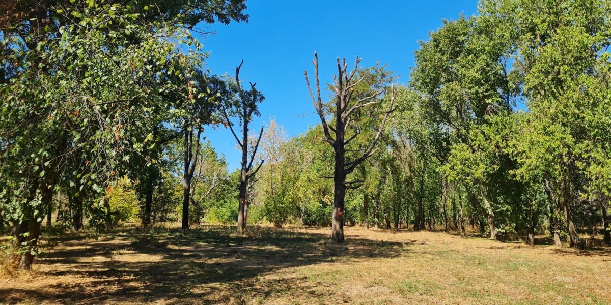 Raport recent relevă o situație alarmantă în Parcul Tineretului din București, una dintre cele mai populare zone verzi ale capitalei