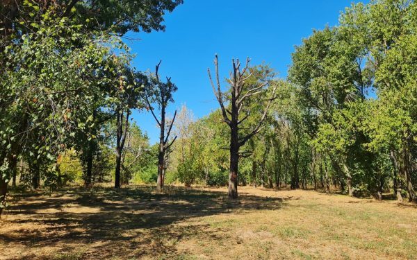 Raport recent relevă o situație alarmantă în Parcul Tineretului din București, una dintre cele mai populare zone verzi ale capitalei