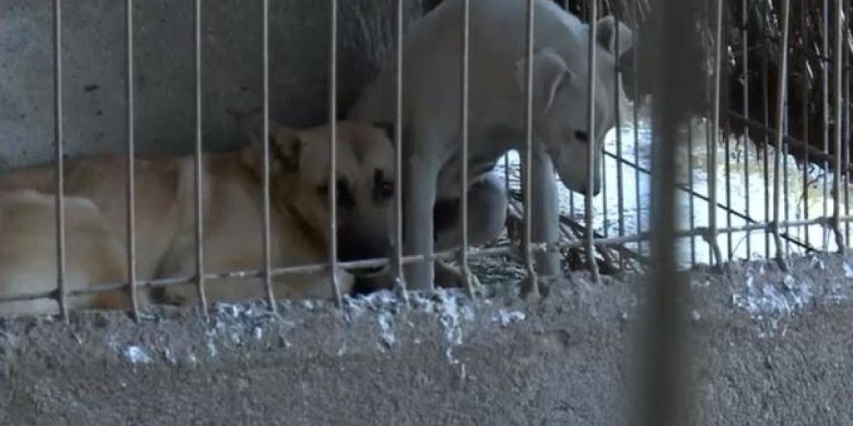 Câinii din adăpostul de la Suraia, salvați după acuzații de cruzime Toate cele aproximativ 205 animale din adăpostul privat de câini din comuna Suraia au fost relocat după ce imagini șocante, care surprind acte de cruzime, au apărut pe rețelele sociale