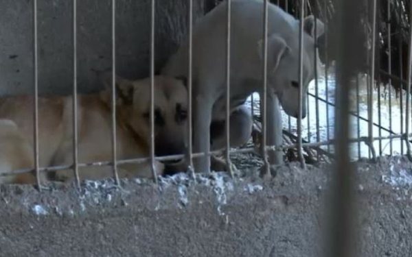 Câinii din adăpostul de la Suraia, salvați după acuzații de cruzime Toate cele aproximativ 205 animale din adăpostul privat de câini din comuna Suraia au fost relocat după ce imagini șocante, care surprind acte de cruzime, au apărut pe rețelele sociale