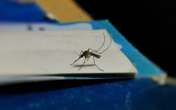 Primăria Voluntari intenționează să întărească lupta împotriva țânțarilor printr-un nou proiect de colaborare cu Consiliul Județean Ilfov, adresat combaterii acestei probleme enervante care afectează de ani buni calitatea vieții în localitate