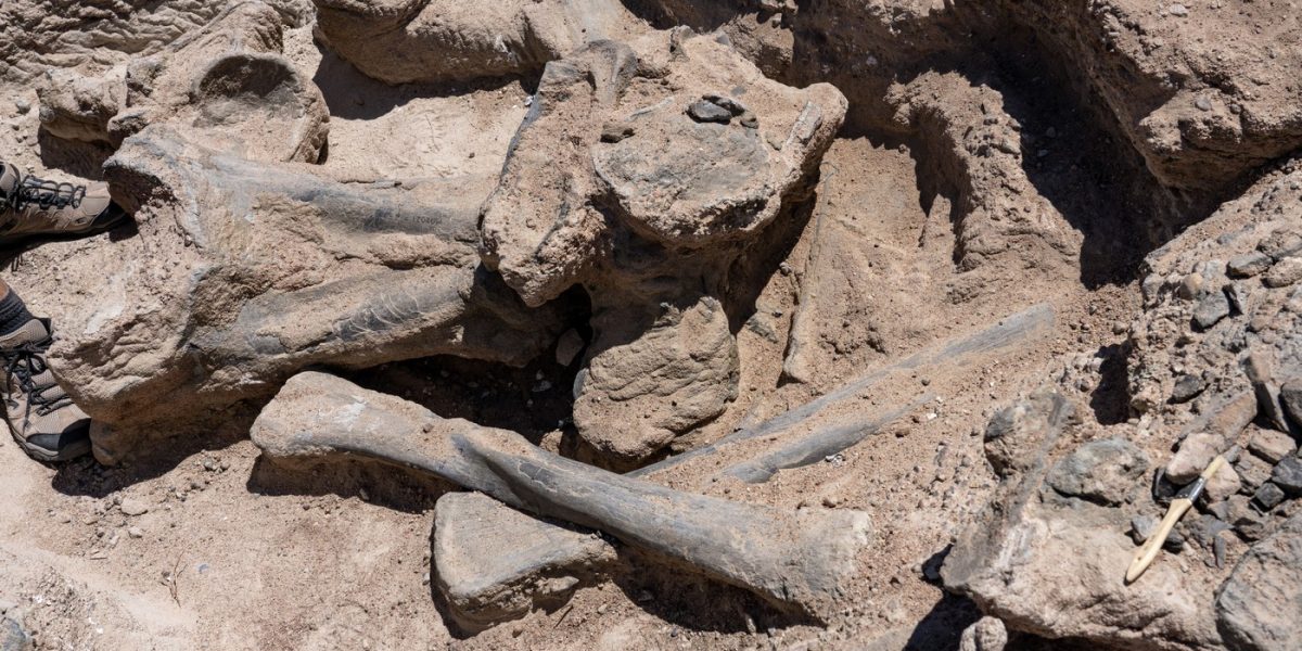 Oase-de-dinozaur.jpg - FluxNational