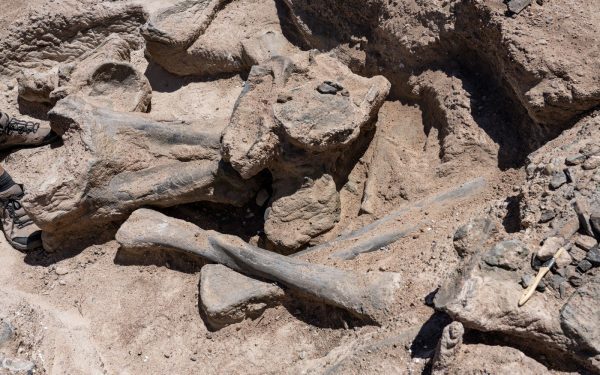 Descoperire de senzație în lumea paleontologiei: un mic dinozaur din Pleistocenul spaniol schimbă vechi paradigme despre evoluție Fosilele unui mic dinozaur descoperite recent într-o peșteră din sudul Spaniei ar putea răsturna înțelegerile actuale despre originea și evoluția unor specii preistorice rare