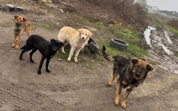 Campanie de sterilizare și microcipare gratuite în Ilfov, atenție la maidanezi în Popești-Leordeni Autoritățile din județul Ilfov continuă eforturile de control al populației canine printr-o campanie intensă de sterilizare și microcipare gratuite, adresată atât câinilor deținute, cât și celor fără stăpân