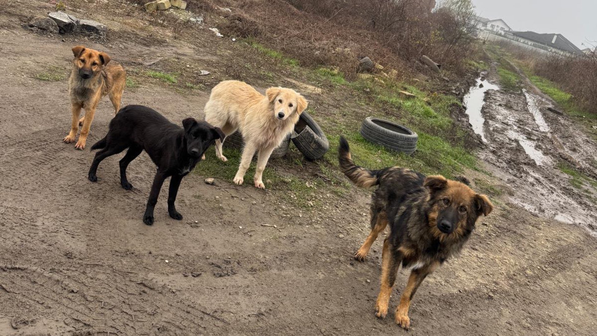 Campanie de sterilizare și microcipare gratuite în Ilfov, atenție la maidanezi în Popești-Leordeni Autoritățile din județul Ilfov continuă eforturile de control al populației canine printr-o campanie intensă de sterilizare și microcipare gratuite, adresată atât câinilor deținute, cât și celor fără stăpân