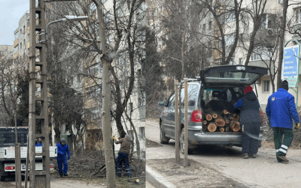 Copaci tăiați pe Bulevardul Basarabia: explicațiile oficiale și reacțiile localnicilor Recent, în zona Bulevardului Basarabia din Sectorul 2 al Capitalei, mai mulți copaci au fost doborâți în mod suspect, ceea ce a determinat dezbateri aprinse și acuzații între administrații și cetățeni
