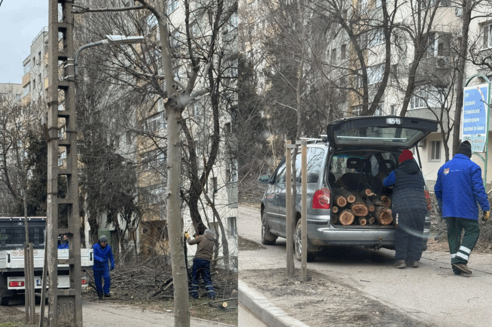 Copaci tăiați pe Bulevardul Basarabia: explicațiile oficiale și reacțiile localnicilor Recent, în zona Bulevardului Basarabia din Sectorul 2 al Capitalei, mai mulți copaci au fost doborâți în mod suspect, ceea ce a determinat dezbateri aprinse și acuzații între administrații și cetățeni