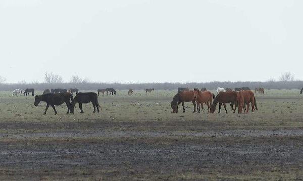 Alertă în Delta Dunării: Caii sălbatici sunt în pericol Ecologiștii din Delta Dunării trag un semnal de alarmă cu privire la situația disperată a cailor sălbatici din zonă