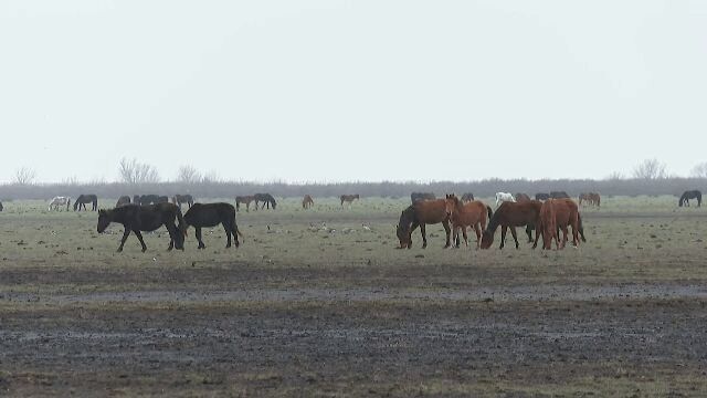 Alertă în Delta Dunării: Caii sălbatici sunt în pericol Ecologiștii din Delta Dunării trag un semnal de alarmă cu privire la situația disperată a cailor sălbatici din zonă
