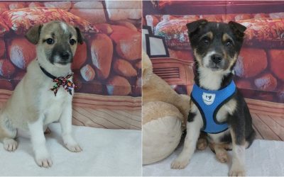 targ-adoptii-ASPA.jpg - FluxNational