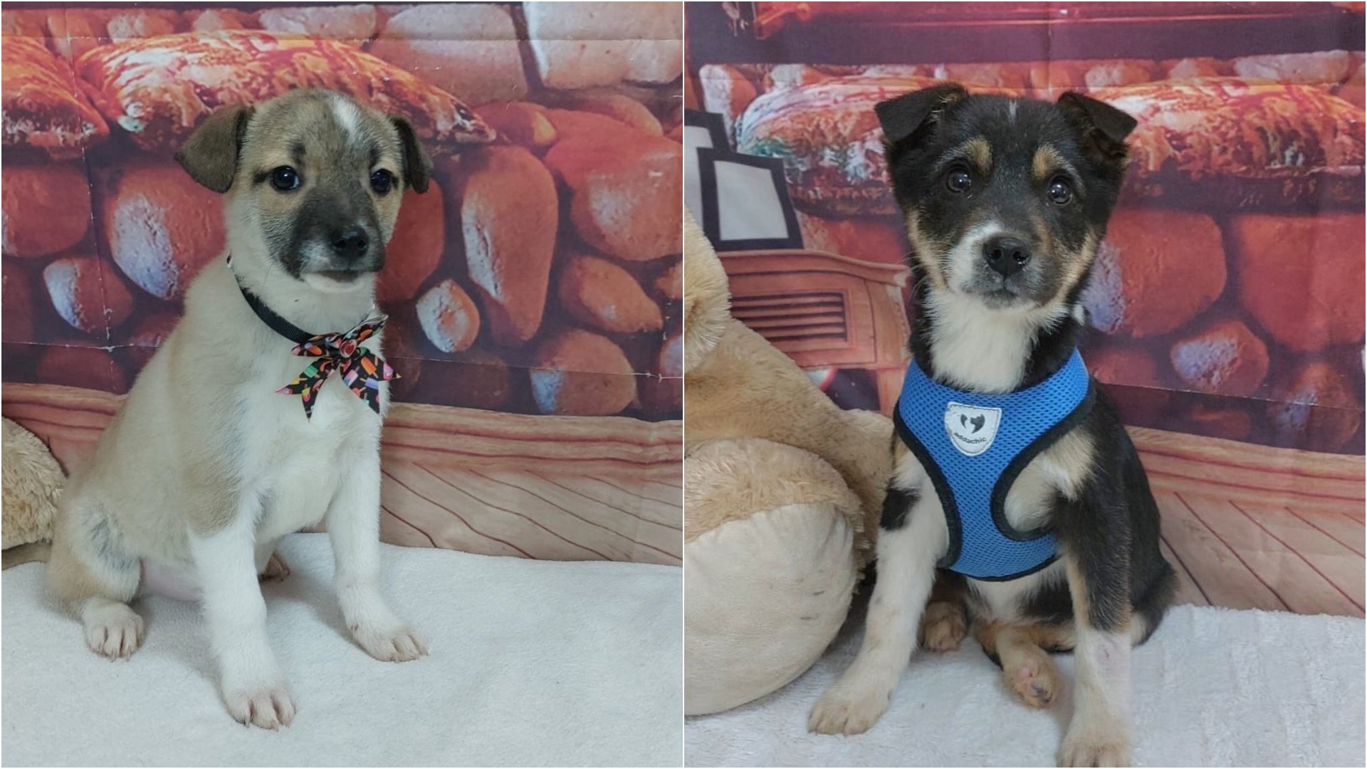 Bucureștiul se pregătește pentru primul târg de adopții din 2026, eveniment ce promite să aducă speranță pentru numeroși câini fără stăpân, într-un demers de responsabilizare și implicare civică