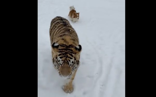 Un video viral pe TikTok a stârnit controverse și îngrijorare în mediul online, prezentând un tigru siberian liber, plimbându-se nestingherit într-o curte din județul Dâmbovița