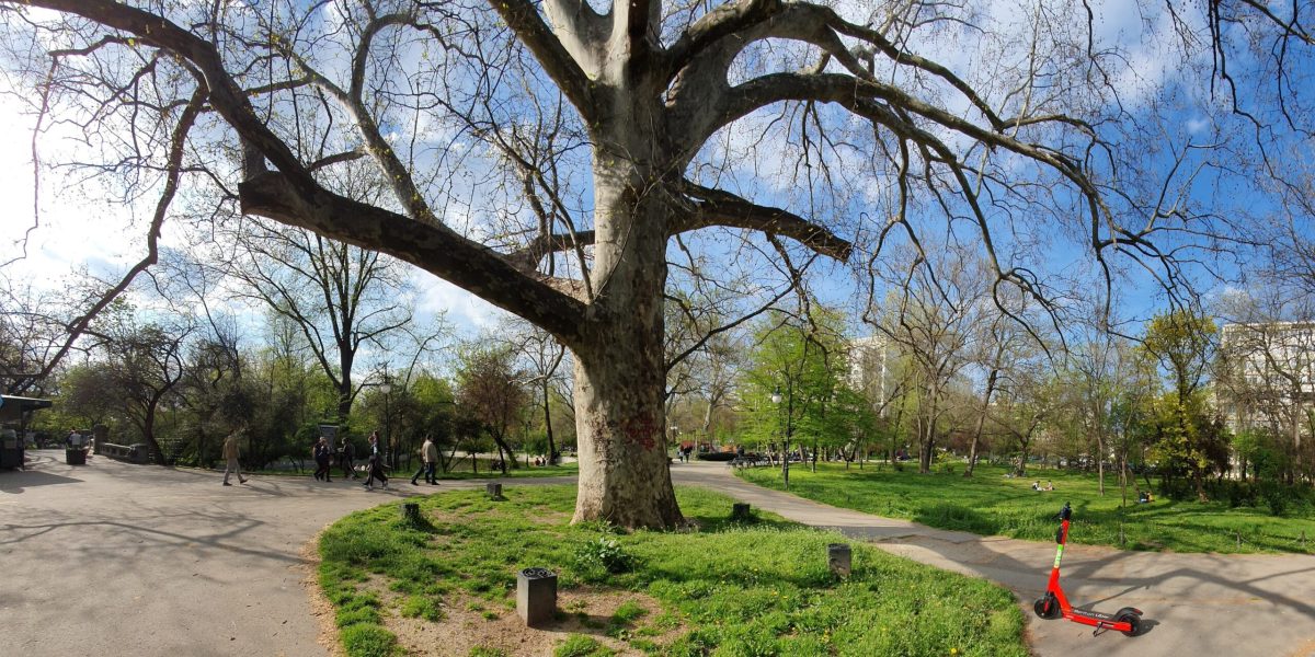 Bucureștenii pot depune online solicitări pentru toaletarea și defrișarea arborilor, facilitând astfel gestionarea spațiilor verzi din Capitală Primăria Capitalei a făcut un pas important spre digitalizarea serviciilor oferite cetățenilor, lansând oficial o platformă online dedicată depunerii cererilor pentru toaletarea, defrișarea sau transplantarea copacilor