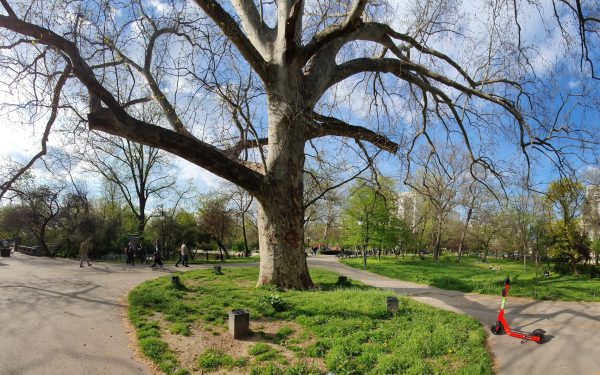 Bucureștenii pot depune online solicitări pentru toaletarea și defrișarea arborilor, facilitând astfel gestionarea spațiilor verzi din Capitală Primăria Capitalei a făcut un pas important spre digitalizarea serviciilor oferite cetățenilor, lansând oficial o platformă online dedicată depunerii cererilor pentru toaletarea, defrișarea sau transplantarea copacilor