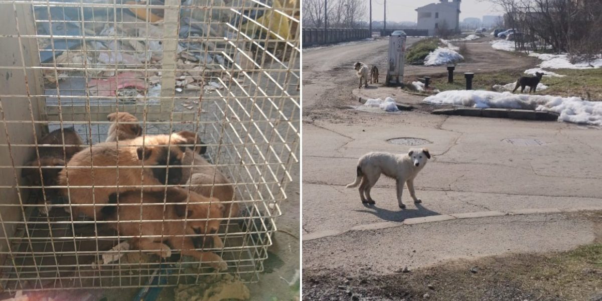 După o serie de acțiuni intense de capturare derulate în ultimele săptămâni, autoritățile din București dau semne clare că vor să pună pe ordinea zilei problema animalelor comunitare