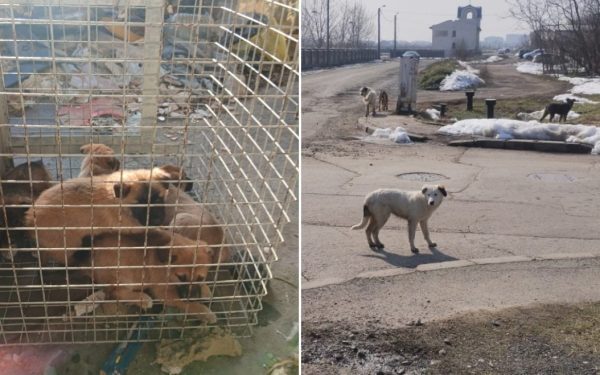 După o serie de acțiuni intense de capturare derulate în ultimele săptămâni, autoritățile din București dau semne clare că vor să pună pe ordinea zilei problema animalelor comunitare