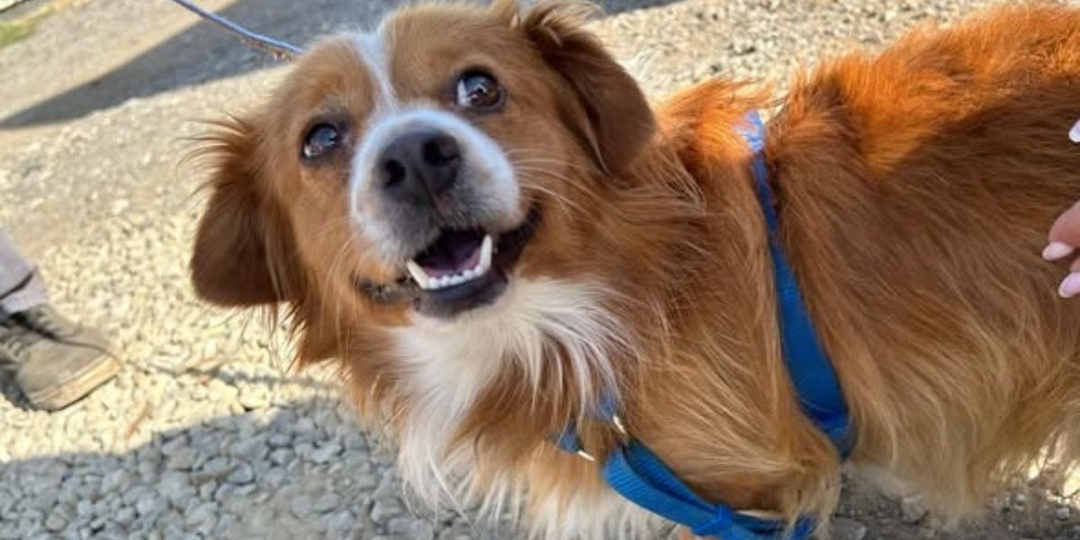Bucureștiul și câinii deținător au parte, în aceste zile, de o oportunitate importantă, menită să reducă numărul de animale abandonate și să asigure o conviețuire mai armonioasă între oameni și patrupede