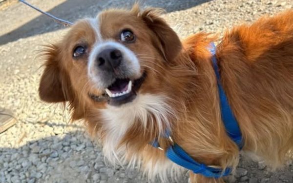 Bucureștiul și câinii deținător au parte, în aceste zile, de o oportunitate importantă, menită să reducă numărul de animale abandonate și să asigure o conviețuire mai armonioasă între oameni și patrupede