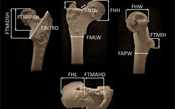 O descoperire spectaculoasă schimbă paradigma despre originea omenirii: cel mai vechi strămoș uman, posibil, a fost în Europa Pentru decenii, cercetătorii au susținut cu tărie că rădăcinile umane se află în Africa