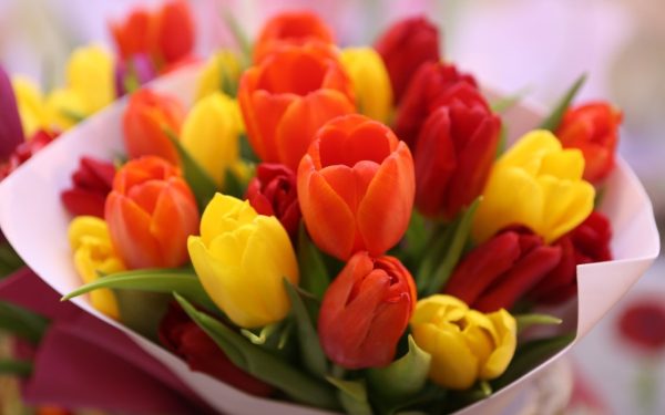 Primăvara aduce cu ea un spectacol de culori și parfum, iar lalelele sunt, fără îndoială, starurile sezonului