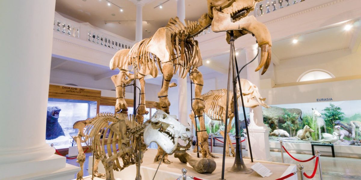 Muzeul Național de Istorie Naturală „Grigore Antipa” își schimbă de astăzi programul spre unul de sezon, întinzându-și ușile pentru vizitatori mai mult timp în lunile următoare