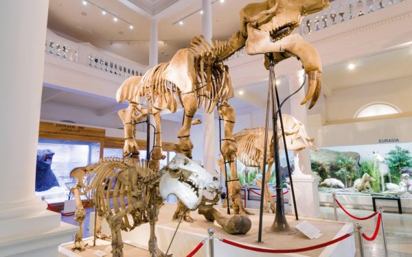 Muzeul Național de Istorie Naturală „Grigore Antipa” își schimbă de astăzi programul spre unul de sezon, întinzându-și ușile pentru vizitatori mai mult timp în lunile următoare