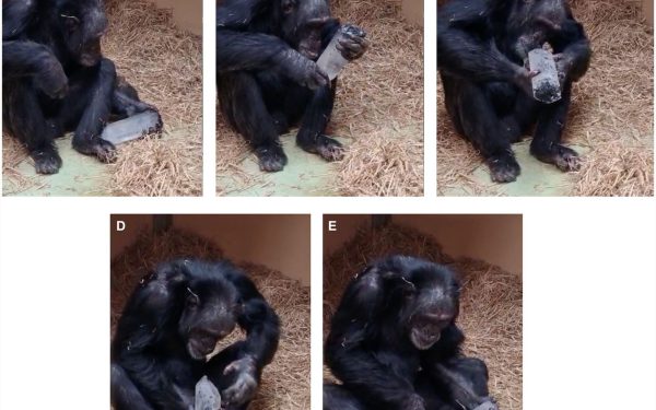 Dragostea ancestrală pentru cristale: O arheologie a sentimentelor înrădăcinată în evoluție Descoperirea unor situri arheologice vechi de aproape 780.000 de ani a aruncat o lumină diferită asupra modului în care oamenii preistorici interacționau cu mediul înconjurător