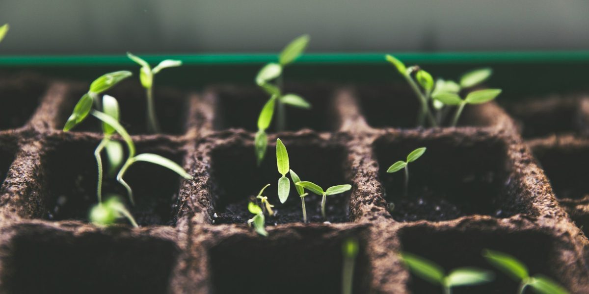 O grădină spectaculoasă, cu flori vibrante, fără ore întregi petrecute în fața plantelor, iată visul oricărui pasionat de natură