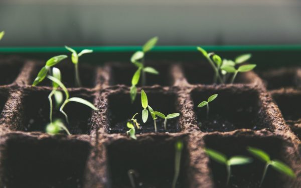 O grădină spectaculoasă, cu flori vibrante, fără ore întregi petrecute în fața plantelor, iată visul oricărui pasionat de natură