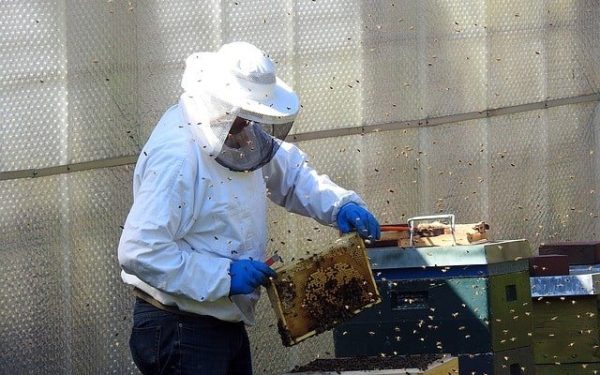 Ghiroda, aproape de Timișoara, a fost gazda unui eveniment de anvergură pentru apicultură: Târgul Internațional de Primăvară, o întâlnire anuală a câtorva zeci de expozanți, dar care, în acest an, are și o semnificație tristă