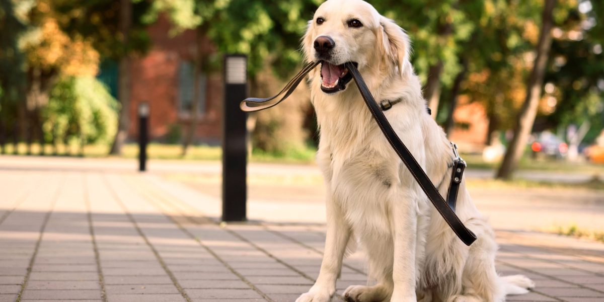 O descoperire revoluționară în domeniul geneticii animalelor și umane pune în lumină conexiuni neașteptate între comportamentul câinilor și trăsăturile emoționale ale omului