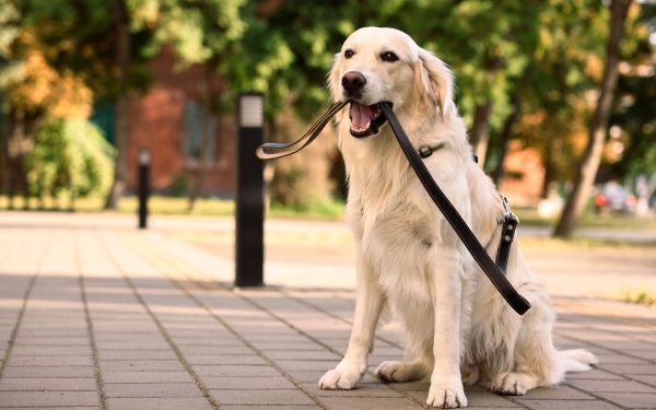 O descoperire revoluționară în domeniul geneticii animalelor și umane pune în lumină conexiuni neașteptate între comportamentul câinilor și trăsăturile emoționale ale omului