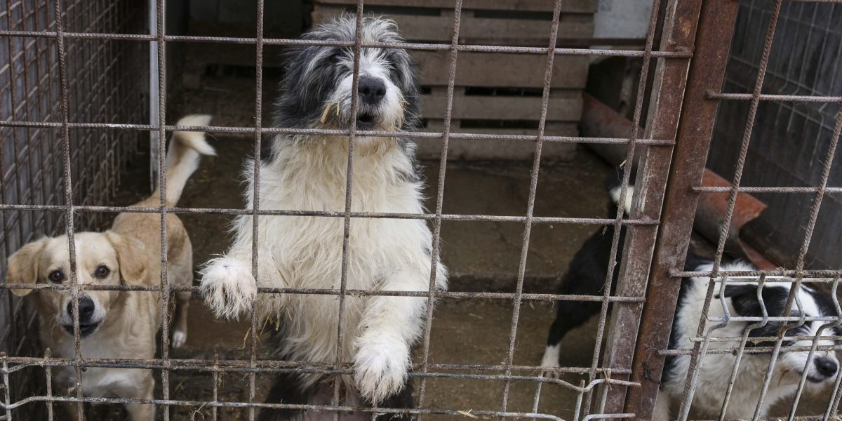 Încă trei primării din Ilfov încheie contracte cu ”abatorul de câini” din Vrancea, primarii din Dobroești și Clinceni refuză transparența