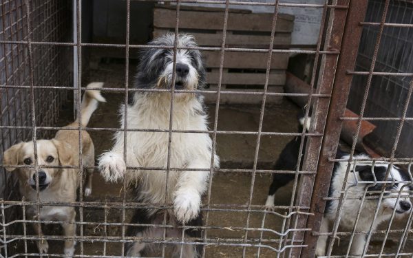 Primăriile din Ilfov, implicate în gestionarea câinilor fără stăpân, ascund evidența contractelor încheiate cu adăpostul din Vrancea, unde un abator pentru câini derulează operațiuni controversate, acum anchetate pentru brutalitate