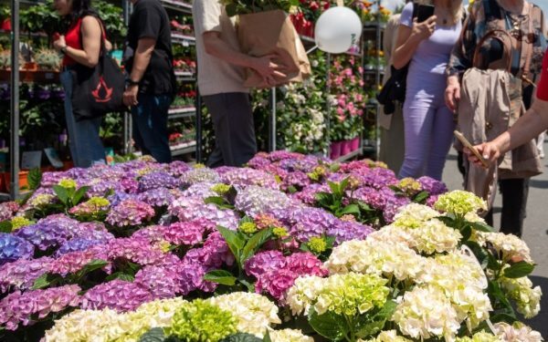 Cum se pot înscrie comercianții la West Side Flower Fest 2026