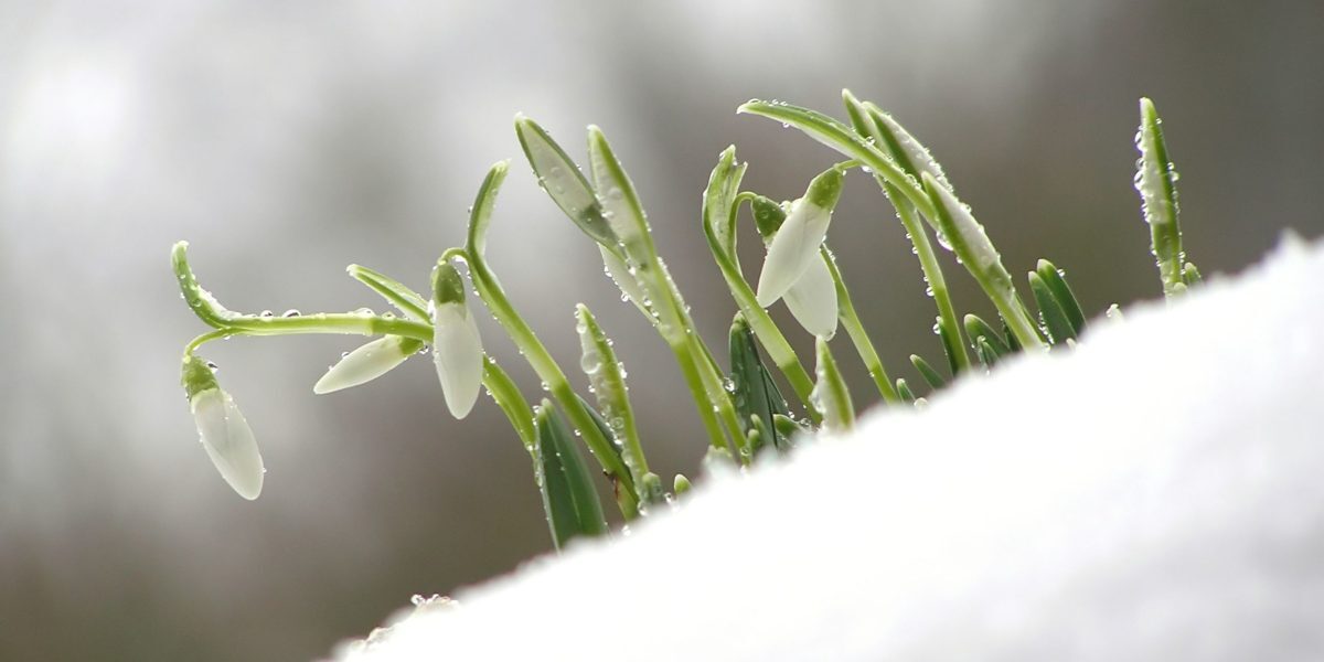 Martie 2026 începe cu temperaturi extreme: ger record în unele zone și zile de primăvară devreme în altele Primele zile ale lunii martie din 2026 au adus scene contrasting, de la geruri intense în zonele montane și în „polii frigului” ai țării până la temperaturi plăcute de primăvară în unele regiuni vestice
