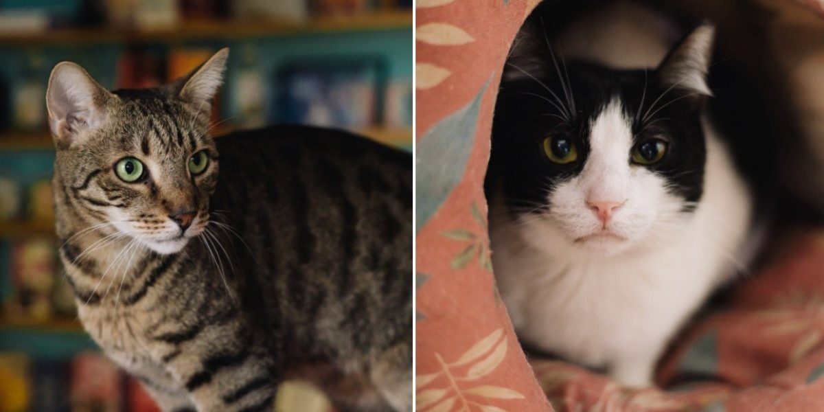 Miau Cafe, prima cafenea din România specializată în găzduirea și adoptarea pisicilor, se pregătește să își reia activitatea într-o nouă locație