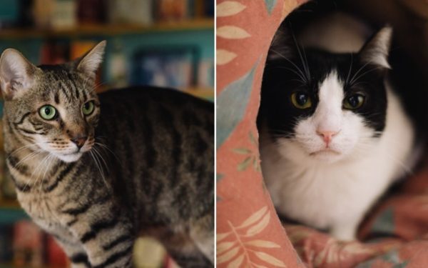 Miau Cafe, prima cafenea din România specializată în găzduirea și adoptarea pisicilor, se pregătește să își reia activitatea într-o nouă locație