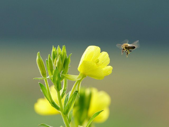 Primăvara astronomică va revărsat pe cerul României pe 20 martie, la ora 16:46, marcând oficial începutul sezonului de renaștere a naturii în emisfera nordică