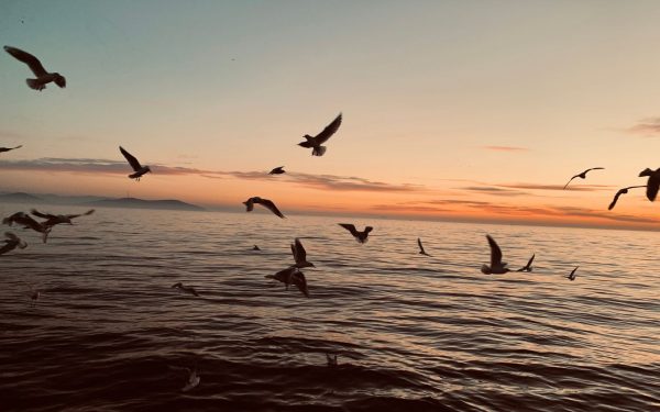 O tehnică revoluționară în lupta cu scurgerile de petrol: tornade de foc pentru un mediu mai curat În ultimii ani, dezastrul ecologic provocat de scurgerile de petrol a devenit o preocupare globală, iar comunitățile și cercetătorii caută soluții eficiente și mai prietenoase cu mediul pentru intervenții rapide