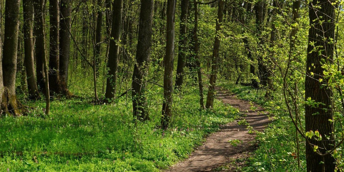 Într-un episod de anvergură legală, aproape 2.500 de hectare de pădure din județul Covasna au fost recent restituite în proprietatea publică a statului, marcând o victorie importantă pentru autorități în lupta pentru stabilizarea și protejarea fondului forestier național