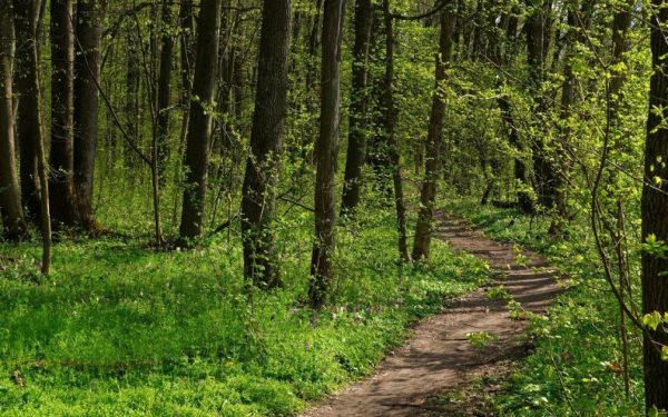 Într-un episod de anvergură legală, aproape 2.500 de hectare de pădure din județul Covasna au fost recent restituite în proprietatea publică a statului, marcând o victorie importantă pentru autorități în lupta pentru stabilizarea și protejarea fondului forestier național