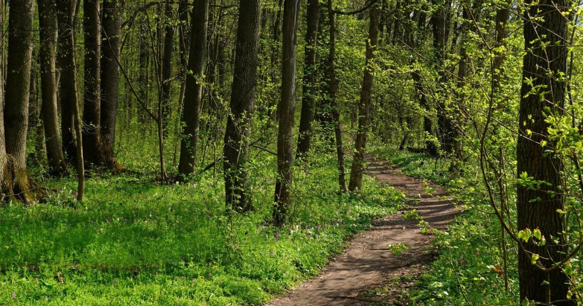 Într-un episod de anvergură legală, aproape 2.500 de hectare de pădure din județul Covasna au fost recent restituite în proprietatea publică a statului, marcând o victorie importantă pentru autorități în lupta pentru stabilizarea și protejarea fondului forestier național