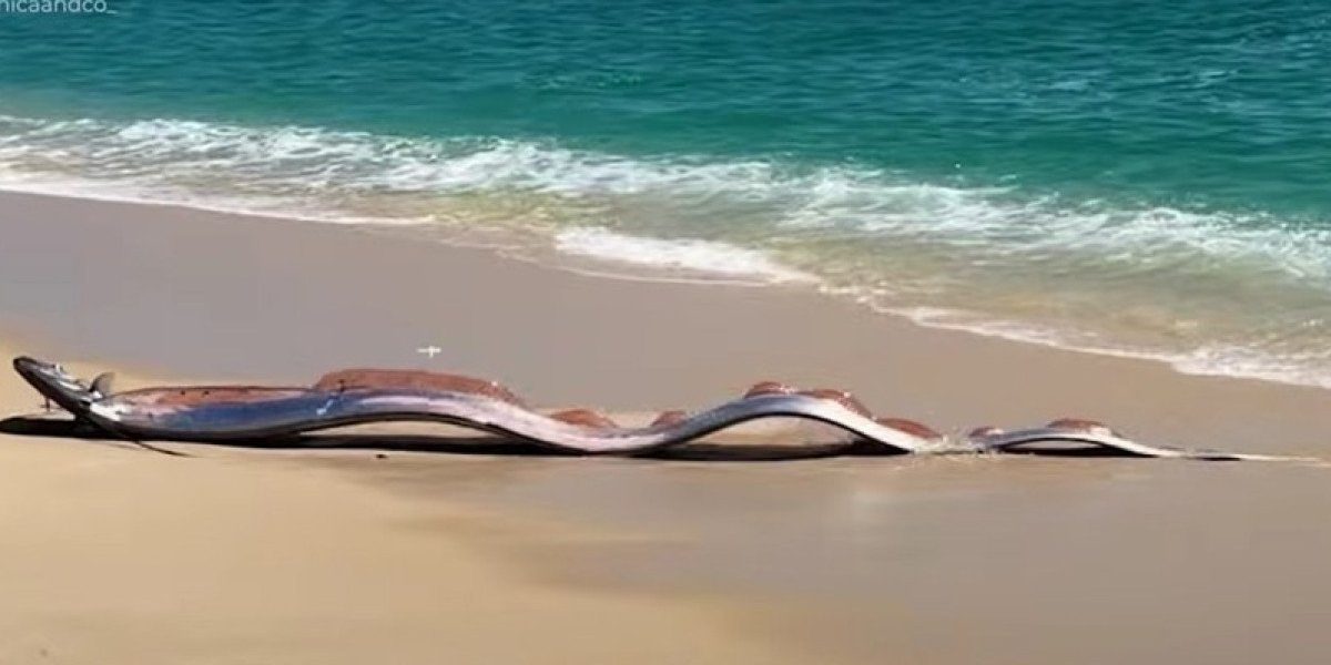 Doi pești-panglică uriași observați pe plaja Cabo San Lucas, Mexic, au stârnit valuri de curiozitate și îngrijorare