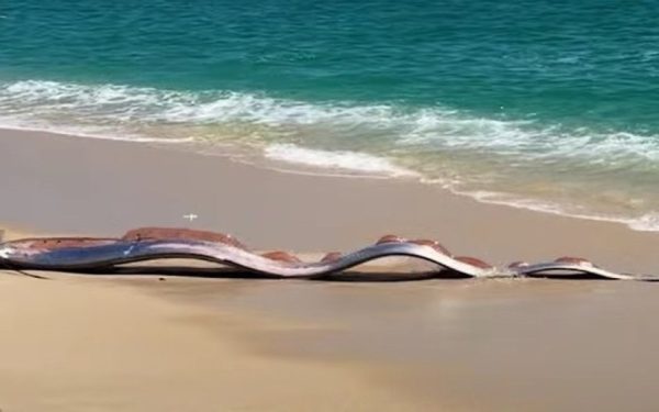 Doi pești-panglică uriași observați pe plaja Cabo San Lucas, Mexic, au stârnit valuri de curiozitate și îngrijorare